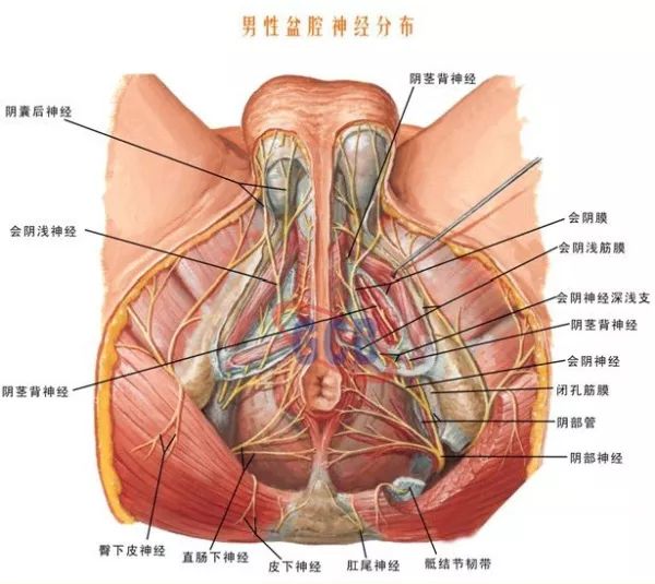 “dan疼”到底有多痛？你了解吗？