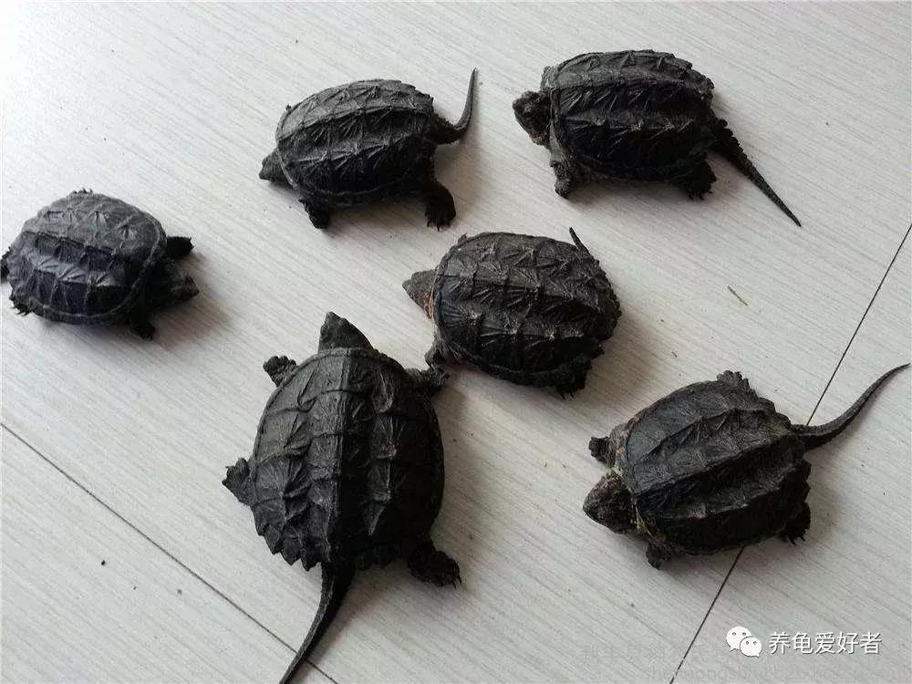 新到家的龟胆子小一有动静就不动,新龟到家总是撞水缸想出去怎么办