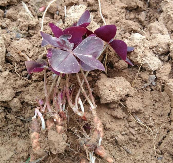 紫叶酢浆草分根方法,紫叶酢浆草种植多大间距