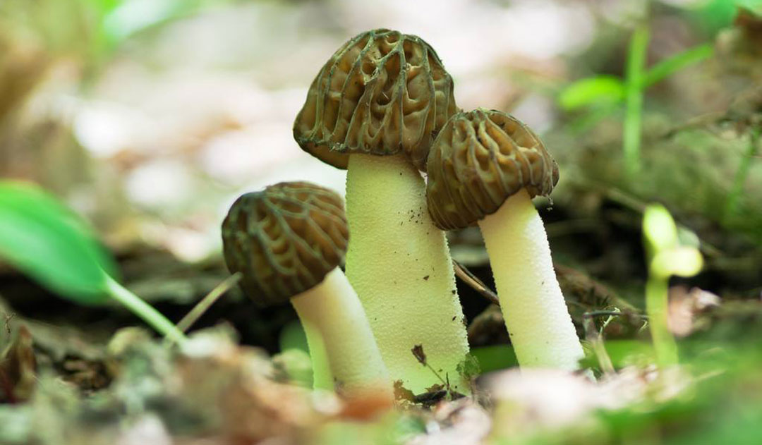 两个月暴瘦50斤食谱,2个月瘦40斤的方法靠饮食
