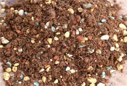 长生草观音莲怎么长侧芽,长生草多肉用什么土壤