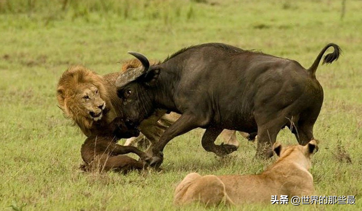 世界上都有哪些比较猛的猛兽,全世界最厉害的的十大猛兽