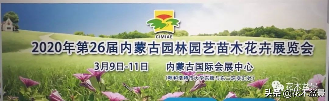 疫情对花艺行业有什么影响,疫情期间盆景怎么处理最好