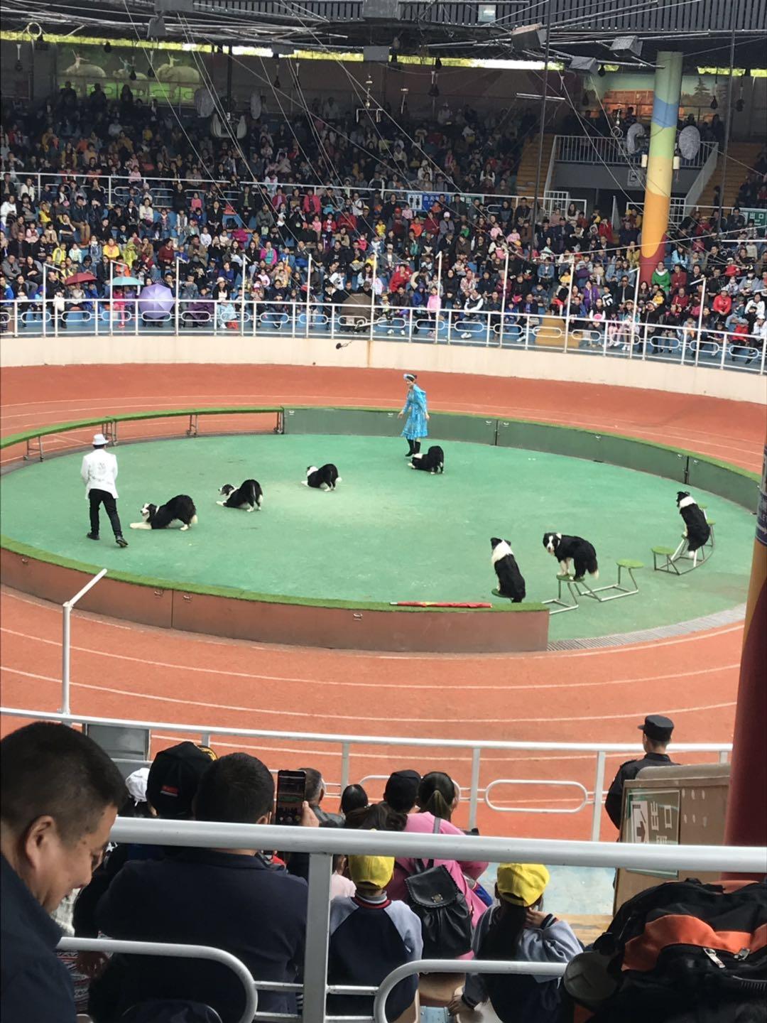 上海野生动物园太阳广场节目安排,上海野生动物园建议游玩时间