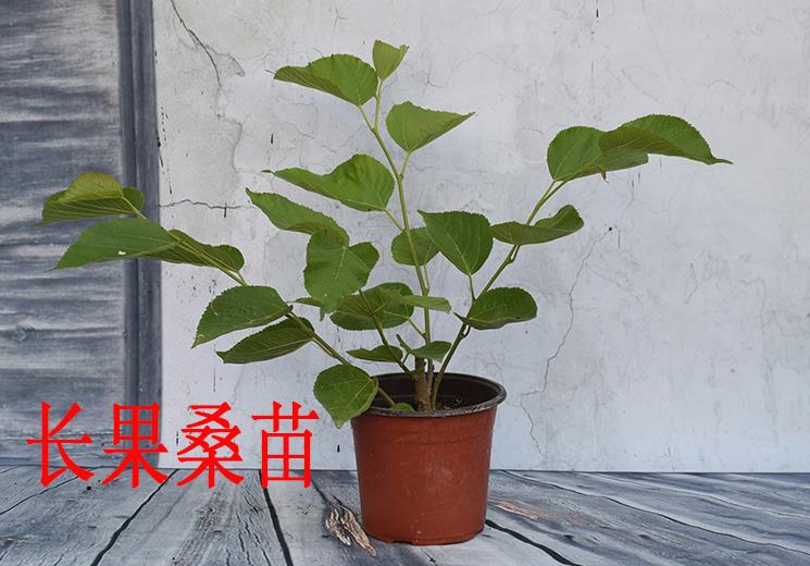 长果桑扦插实验指导记录范文,长果桑冬天大棚可以扦插吗