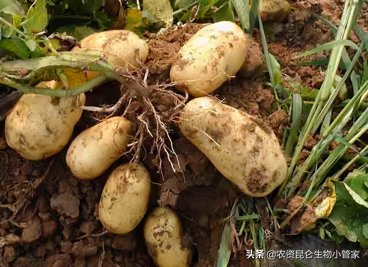 土豆腐烂病怎么防治,土豆根腐病根治方法