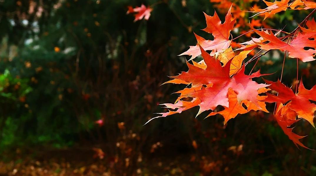 诗词赏析每日一首思念,诗词赏析每日一首秋