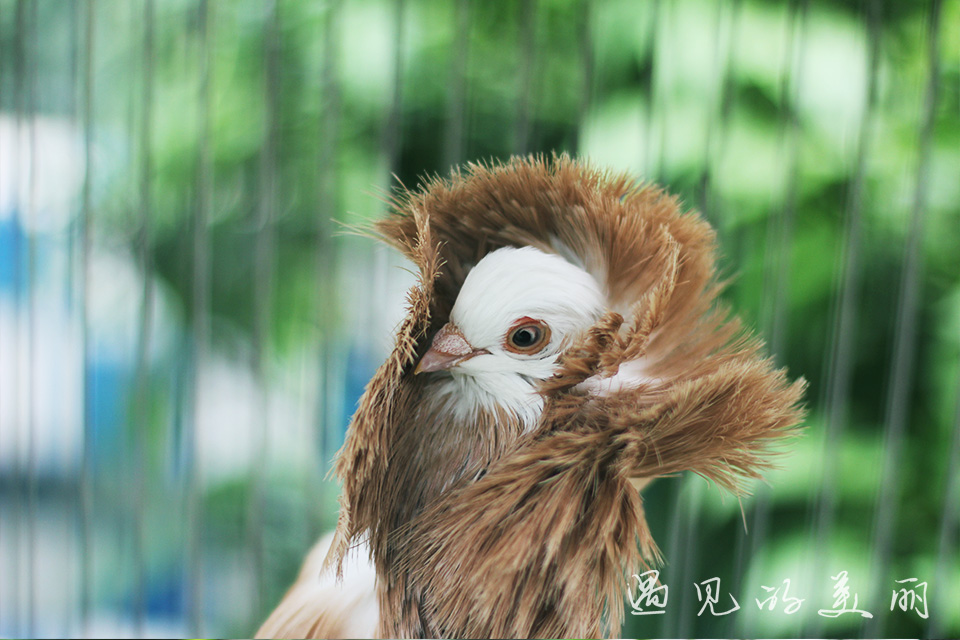 百万葵园有多坑,百万葵园免门票