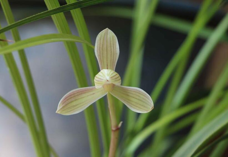 冬天移栽兰花12月份怎么快速服盆,兰花弱苗移盆注意事项