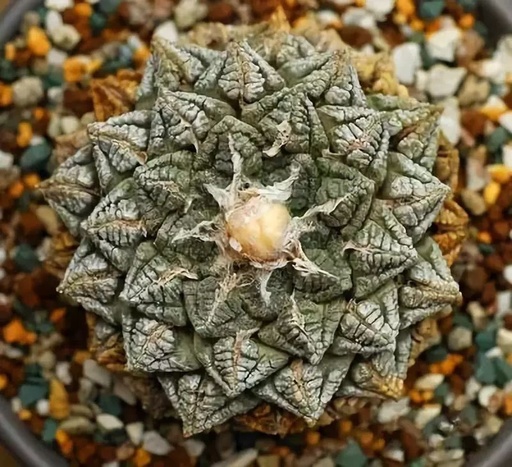 世界十大罕见花卉,世界名贵花卉高清大图