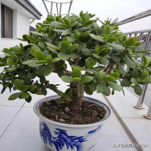 夏天天热养这3种花,这3种花超耐旱