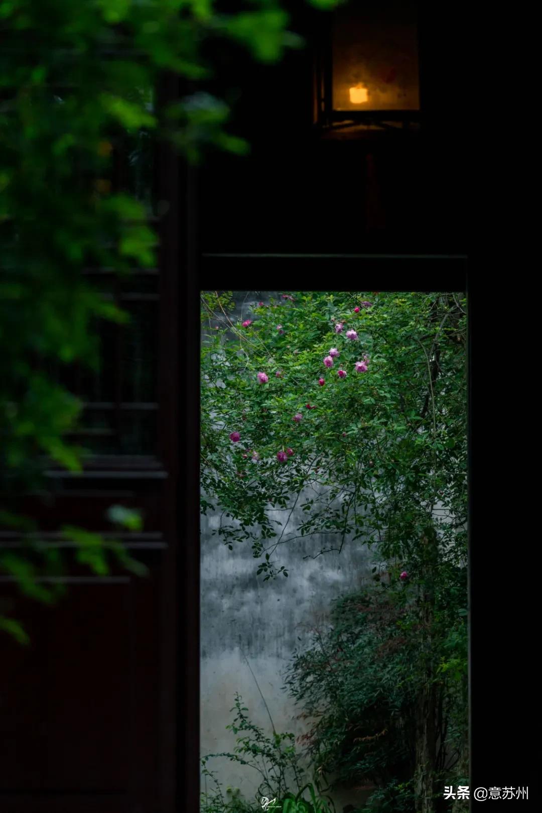 姑苏记艺圃蔷薇,苏州蔷薇艺圃