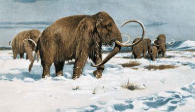 原皮猛犸象牙整牙视频,猛犸象牙是什么东西