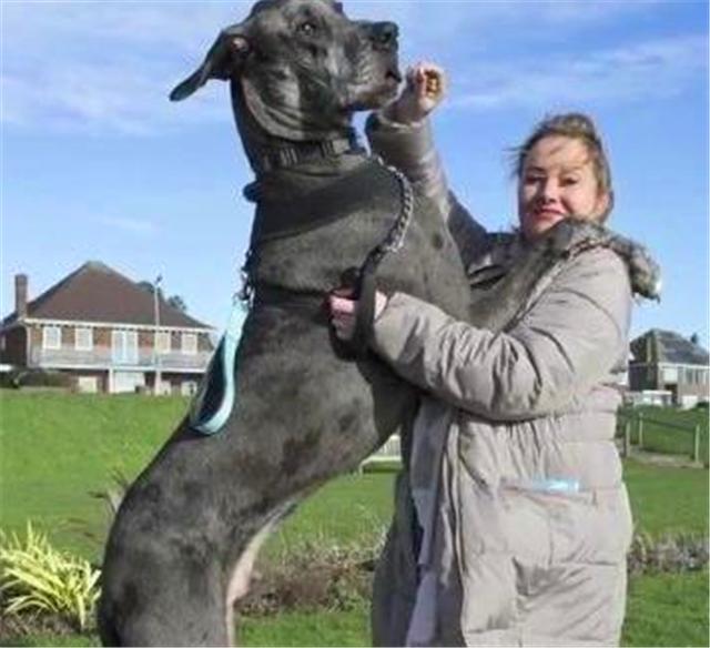 世界上最大的狗身高排名,世界上最大的狗但是一点也不凶猛