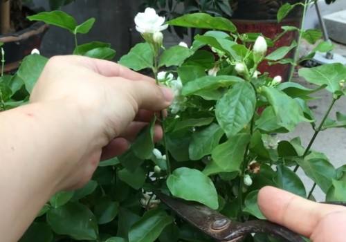 蜗牛窝里的小虫怎么消灭,蜗牛用什么方法驱赶