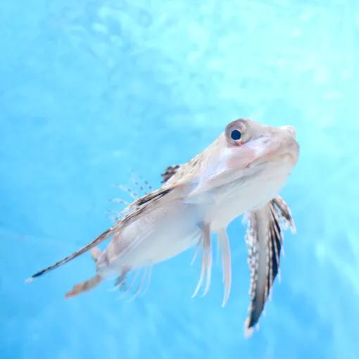 带你们看一下神奇的海底世界,高清60帧海底世界