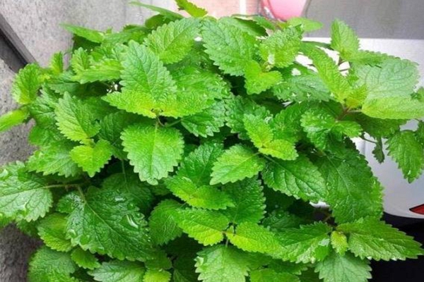 室内驱蚊子最有效的盆栽小妙招,家里种什么盆栽可以驱蚊