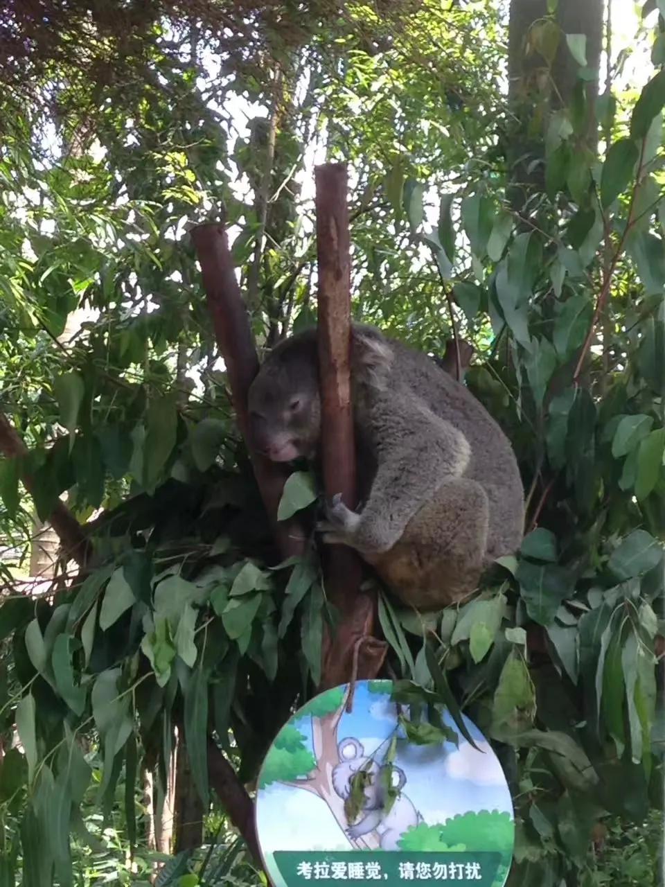 广州长隆野生动物园最全游玩攻略,长隆野生动物园游玩攻略