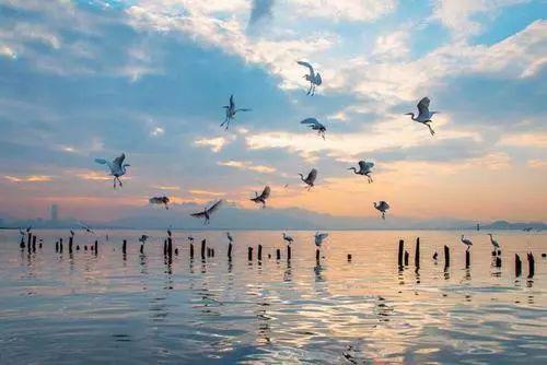 住在固戍的人，太幸福了，超抵美食，浪漫海景随手拍