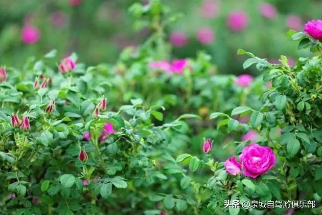 济南周边自驾1-2小时的好去处,2021济南出发五一自驾游推荐