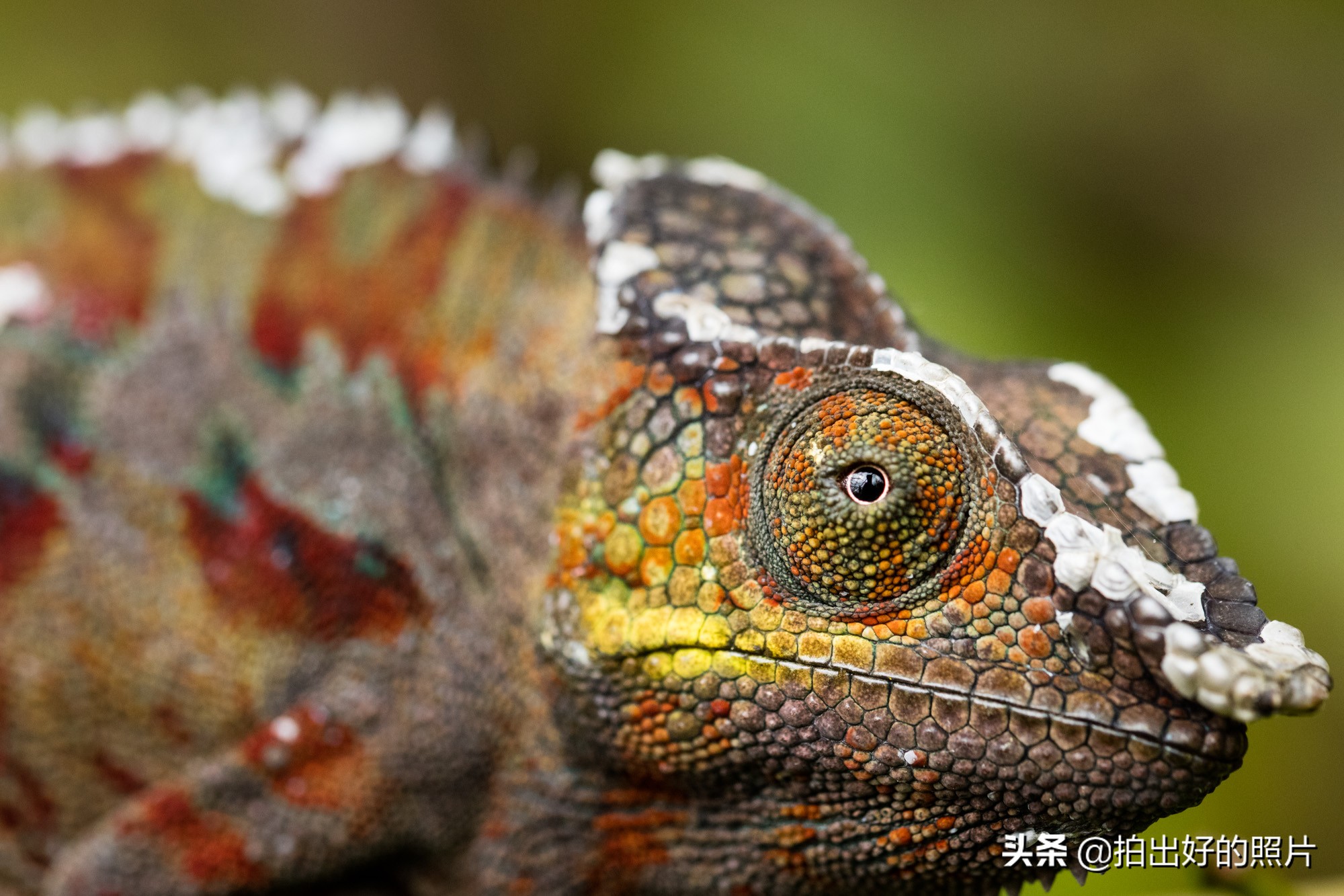 拍摄微距照片有什么技巧,微距摄影都拍什么