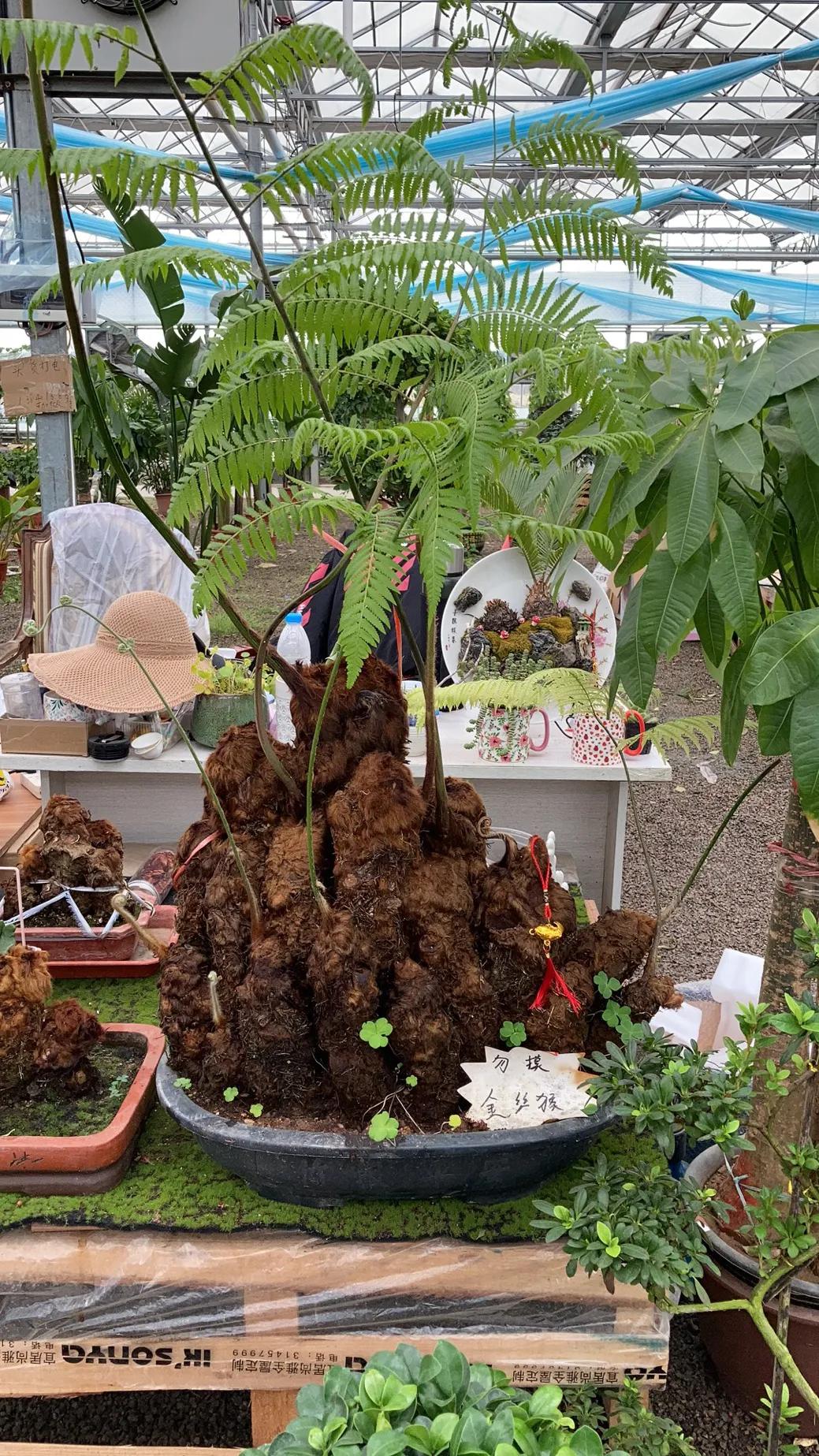 沈阳大东北花卉批发市场地址,沈阳大北花卉市场