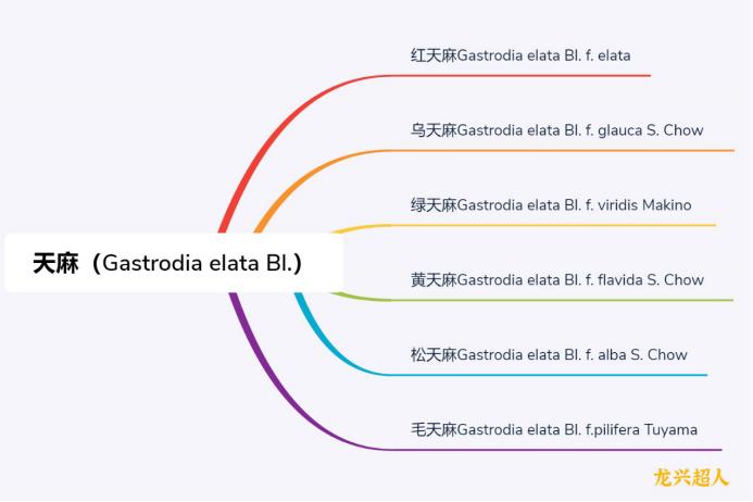 安徽道地药材天麻,天麻的道地药材