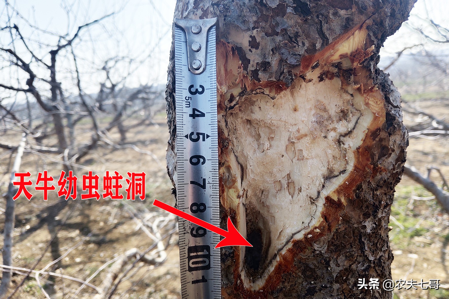 苹果树真菌病害,苹果树干木质部腐烂