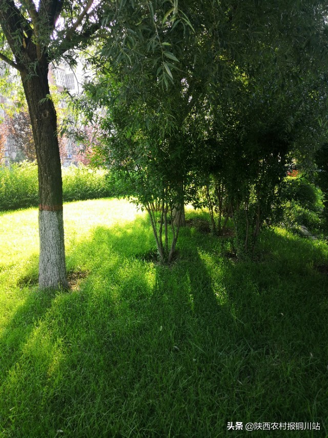 朱百强是谁,朱百强散文