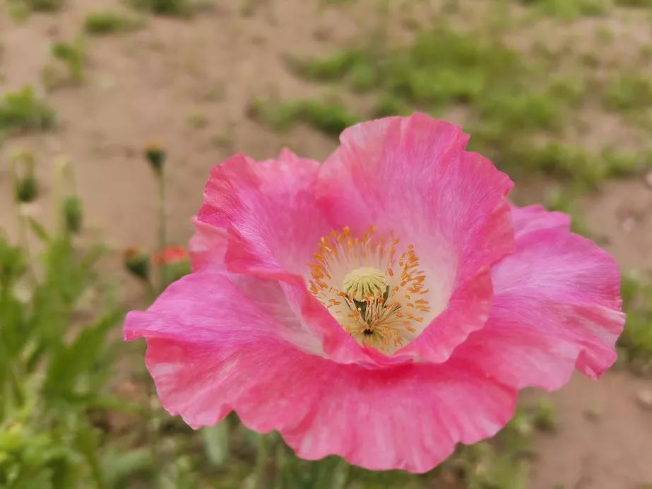 北京东小口城市休闲公园,北京四季公园美景