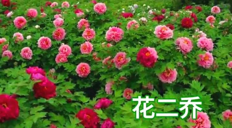 雍容华贵的国之牡丹惊艳了世界,美丽富贵的国花洛阳牡丹