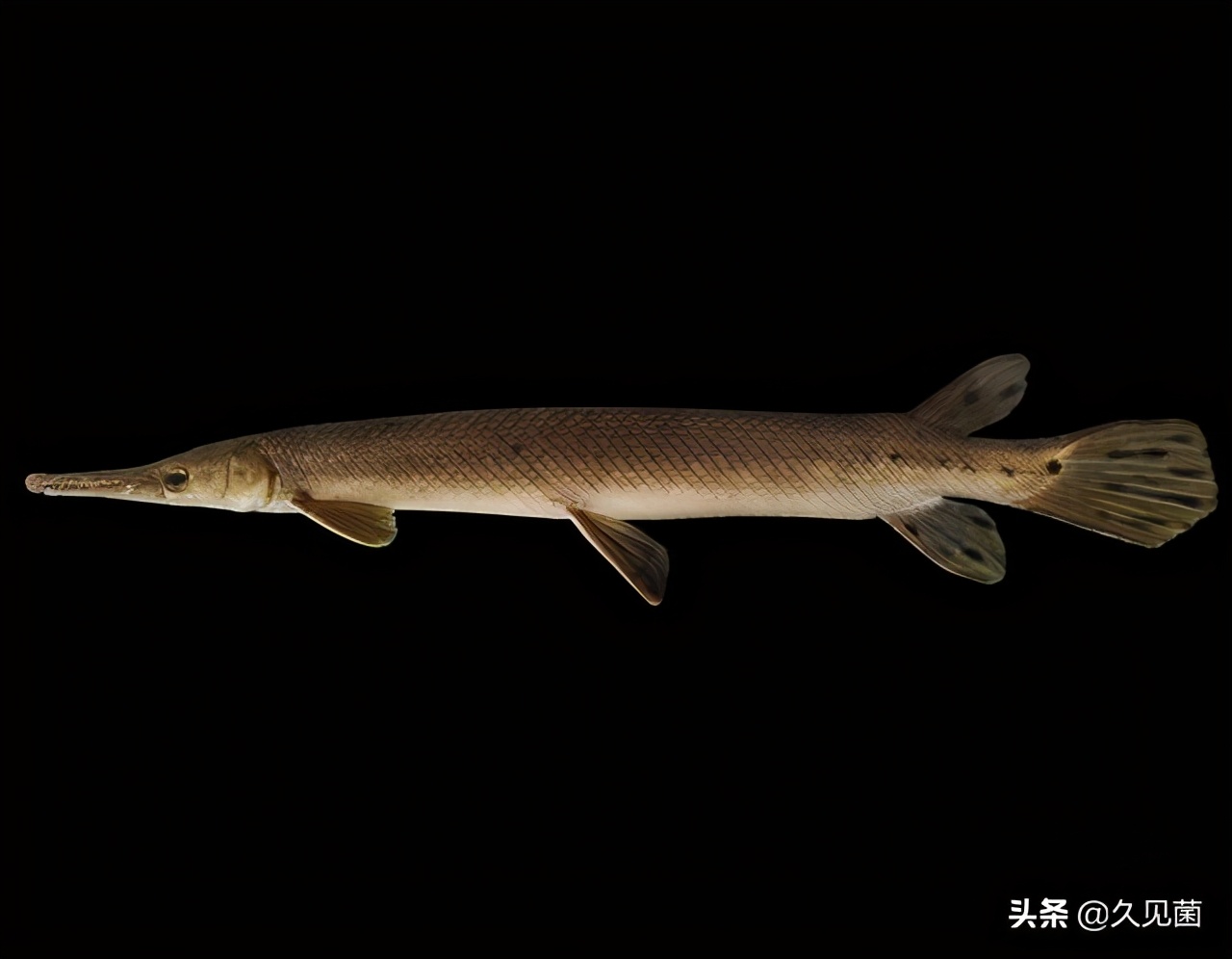 红鱼为什么泛滥成灾,入侵物种红鱼