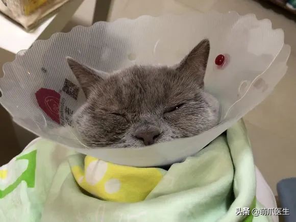 猫咪眼睛有分泌物怎么处理,猫咪眼部常见的疾病及日常护理