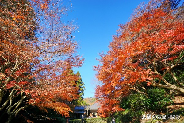 700年历史的日本小寺,为了看秋叶要买两次票,一次比一次贵