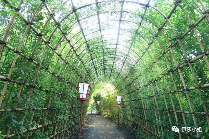 不看樱花能不能进武大,看樱花不一定要去日本的说说