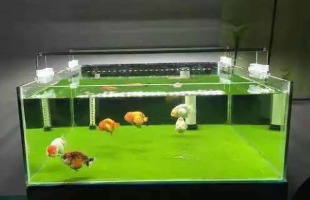 养冷水鱼需不需要使用灯光,加温饲养的鱼