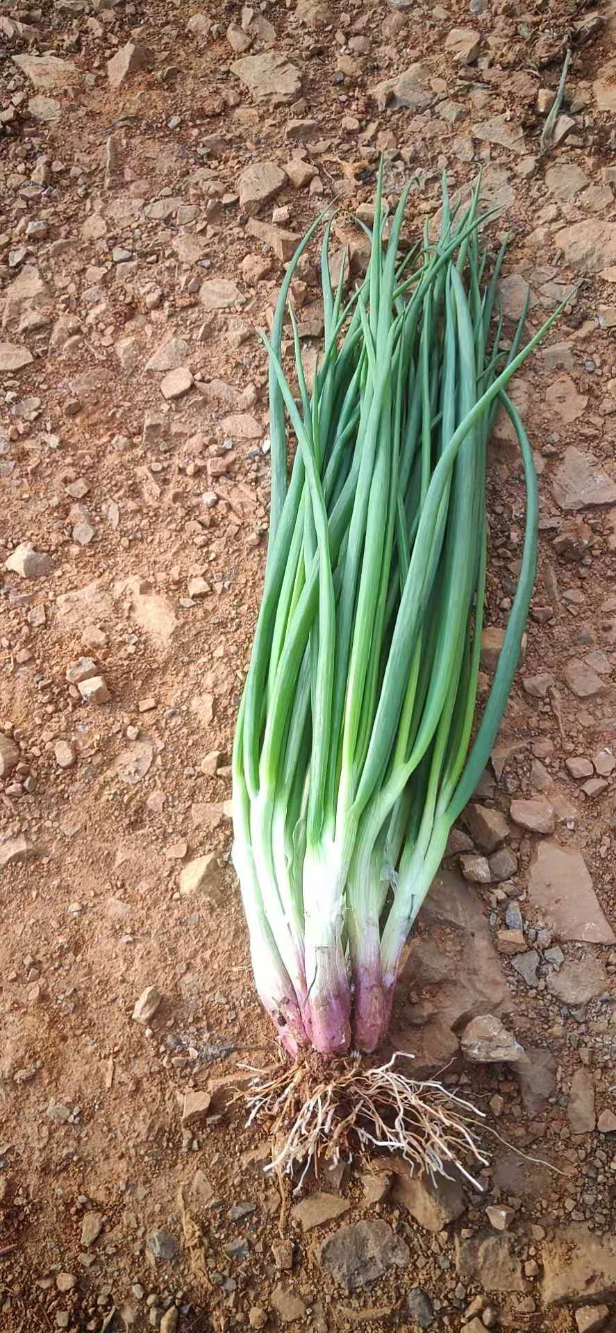 云南农村小伙卖农产品,泸西的小香葱现在卖多少钱一公斤