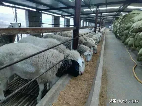 一条龙羊场,最大羊场