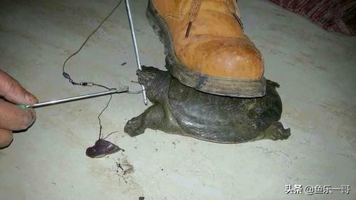 钓鱼竿钓甲鱼技巧,野外钓甲鱼王八的几个方法技巧