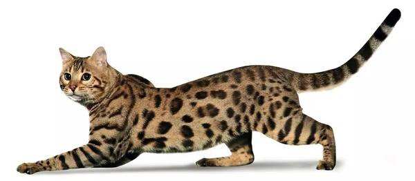 埃及猫，不一样的小型豹，埃及的神猫﻿