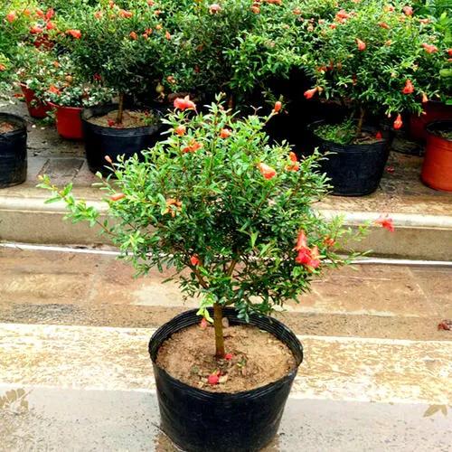 盆栽石榴花怕冷吗,石榴花盆栽不开花