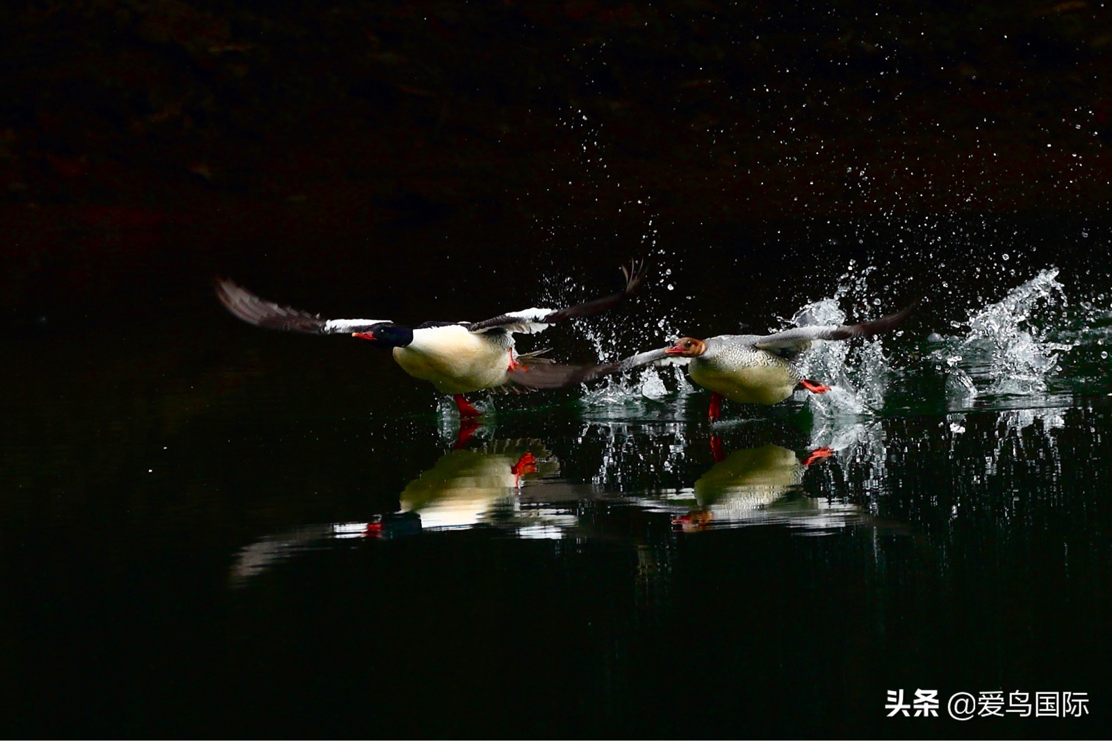 鸟类欣赏,鸟类观鸟图片