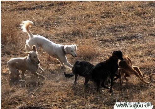 华阴市非遗传承项目,非遗健康项目