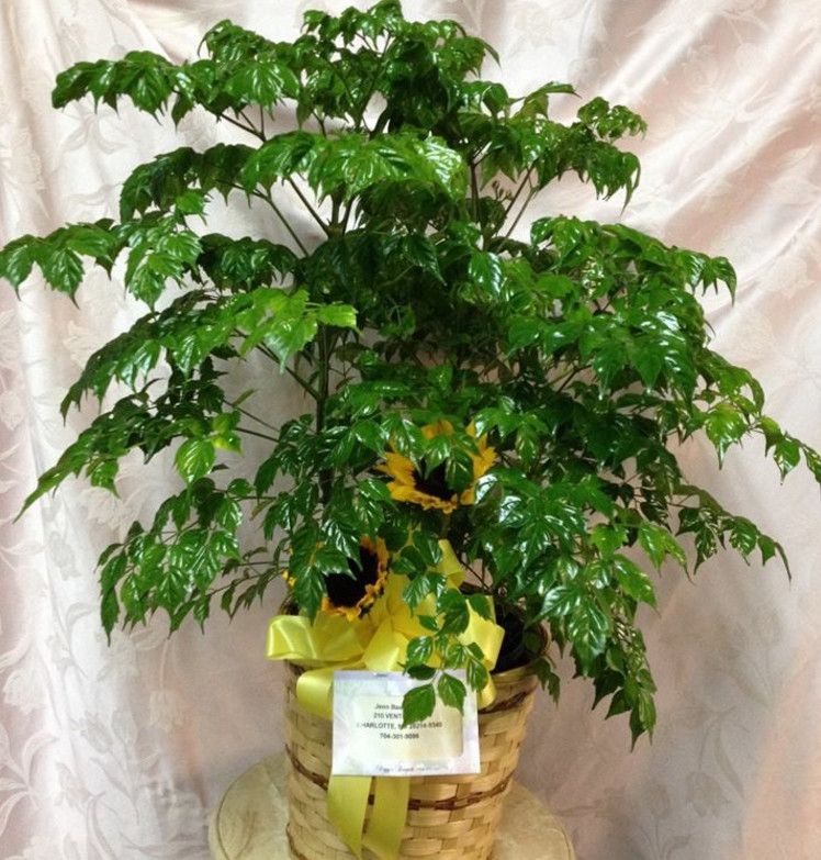 幸福树可以提高空气湿度吗,幸福树可以增加空气湿度吗