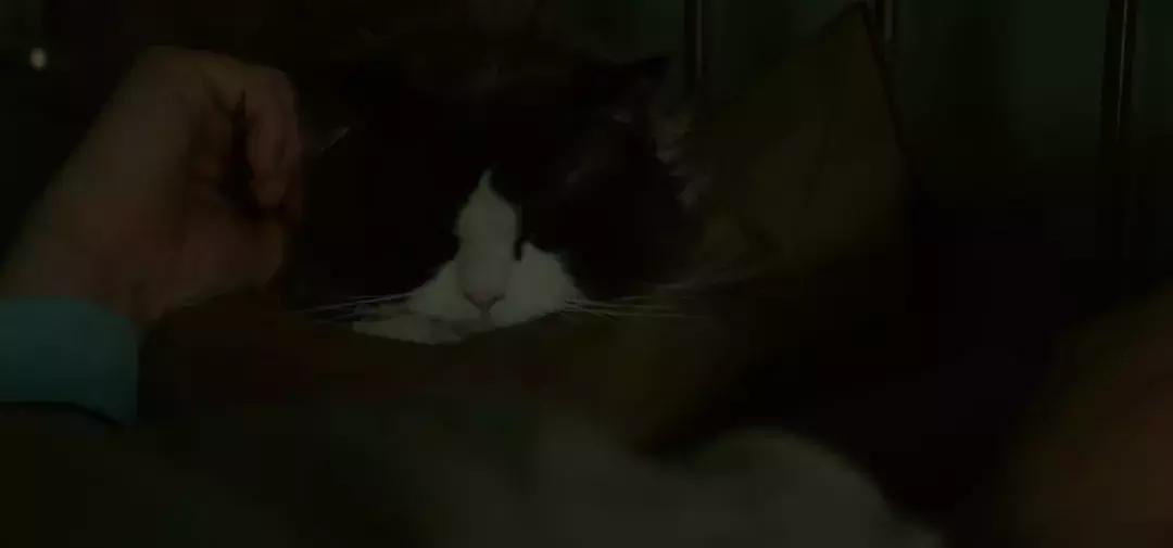 主人们不在家猫咪是怎么生活的,猫咪主人不在时猫咪有什么表现