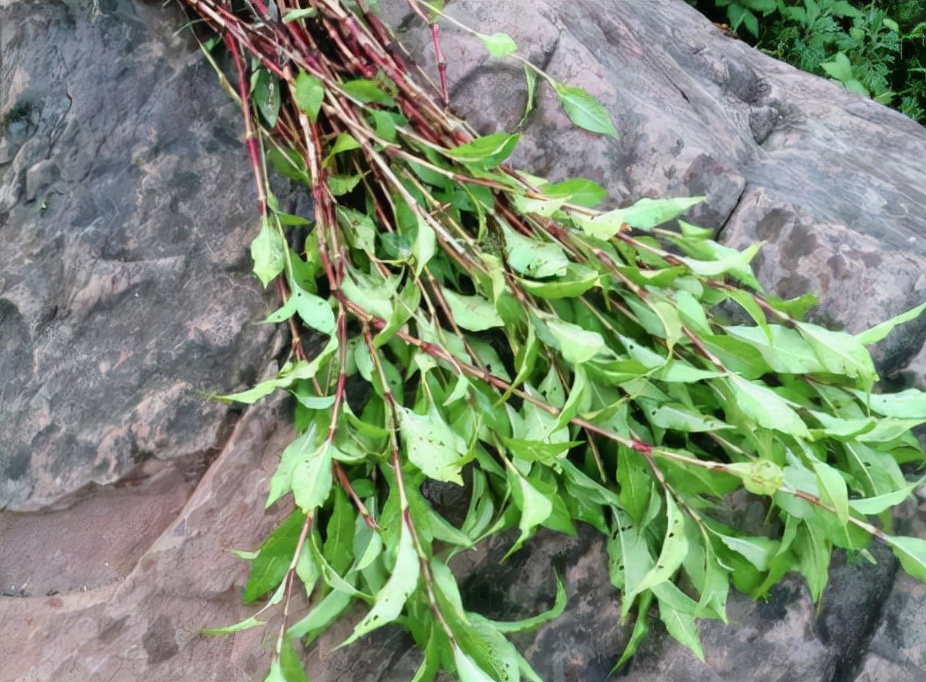 土酒曲的制作方法和用什么原材料,土酒曲白酒曲的配方和制作方法