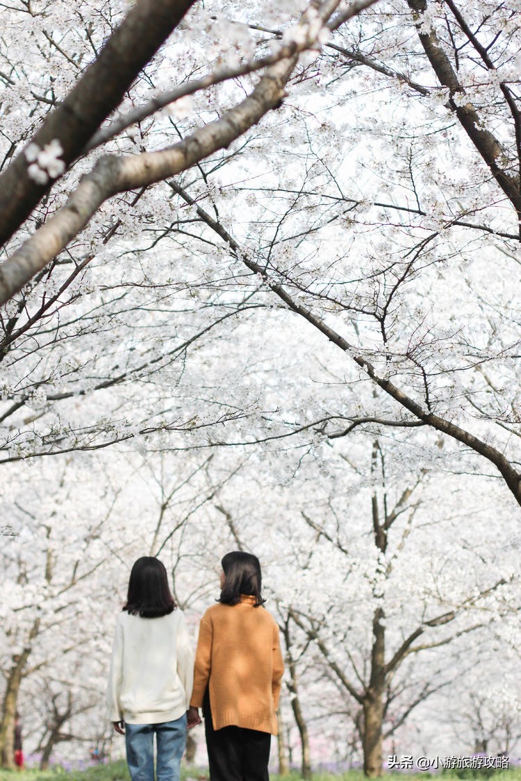 国内赏樱胜地大全,全国赏樱地图出炉共赴浪漫樱花约