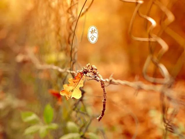 散文秋,散文秋朗诵