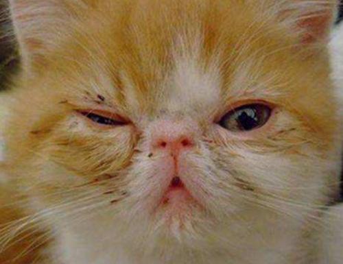 英短猫有泪痕怎么办,英短幼猫泪痕正常吗