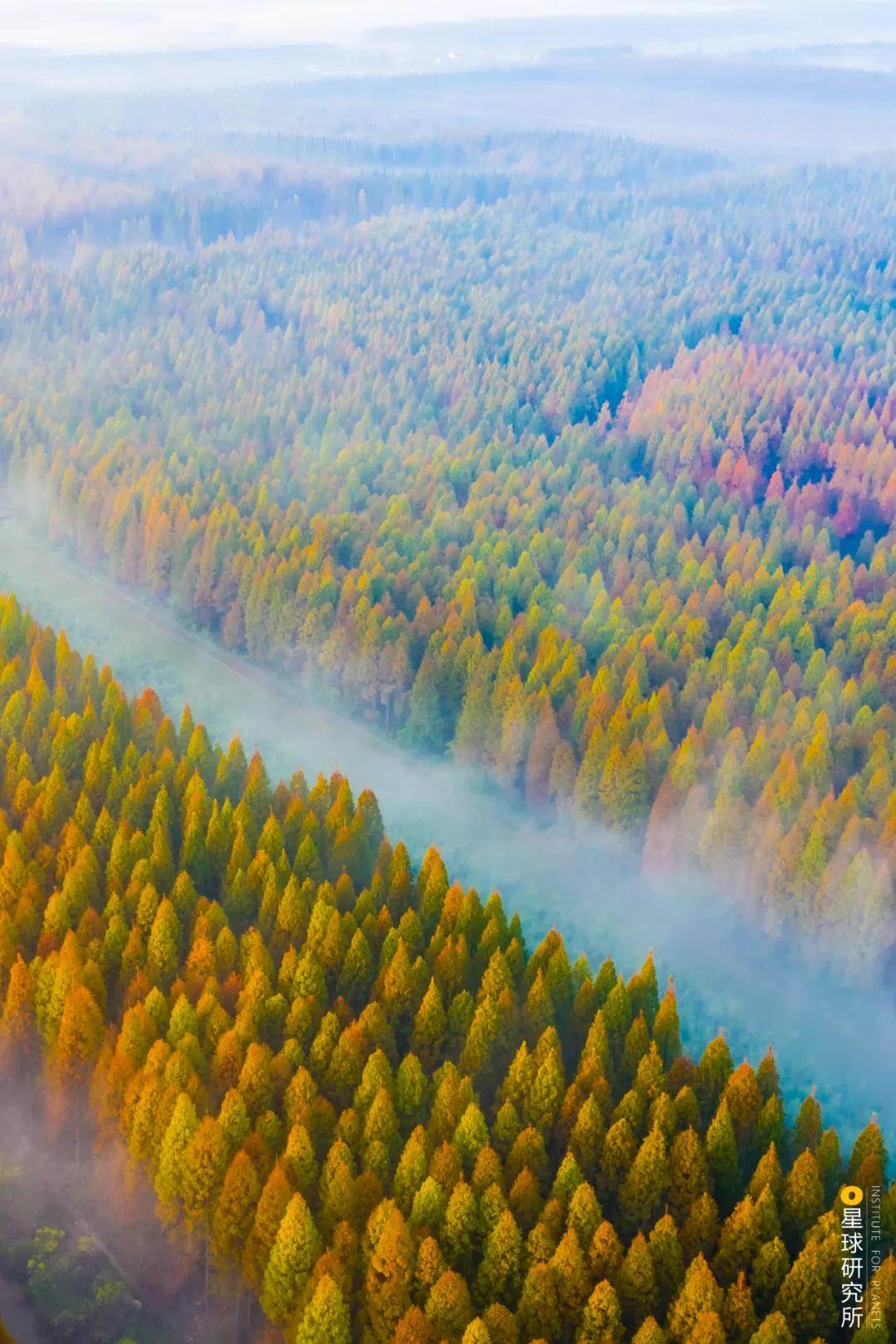 中国植树造林成果国外有什么看法,植树造林改造沙漠